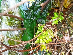 Veronica anagallis-aquatica