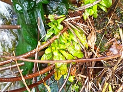 Veronica anagallis-aquatica