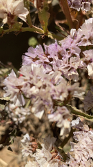 Limonium sinuatum