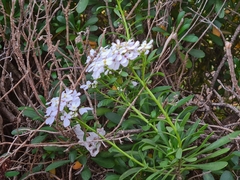 Iberis semperflorens