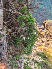 Iberis semperflorens