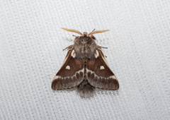 Eriogaster lanestris