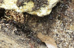 Odontomachus haematodus