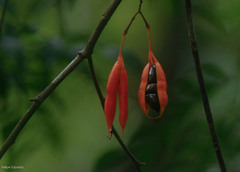 Swartzia arborescens