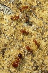 Pheidole navigans