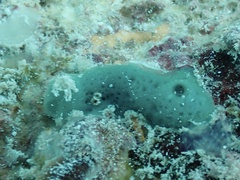 Haliclona caerulea