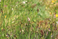 Carex gayana