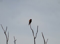 Falco sparverius