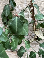 Euonymus fortunei