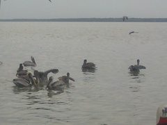Pelecanus