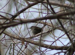 Thryomanes bewickii
