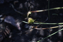 Carex andina