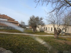 Fraxinus angustifolia