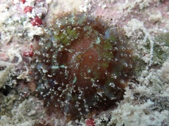 Discosoma carlgreni