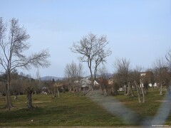 Fraxinus angustifolia