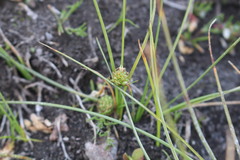 Carex andina