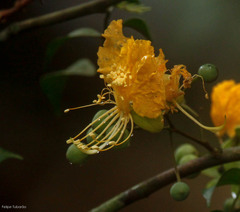 Swartzia arborescens