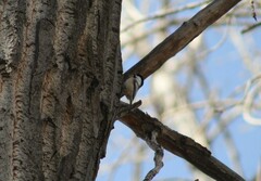 Poecile atricapillus