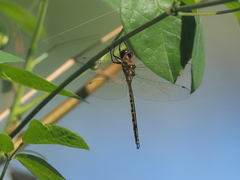 Hemicordulia australiae