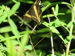 Heraclides thoas brasiliensis