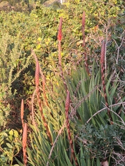 Aloe arborescens
