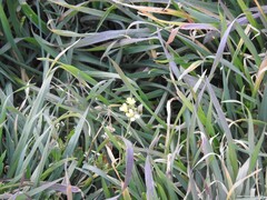 Diplotaxis catholica