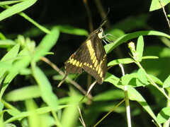Heraclides thoas brasiliensis