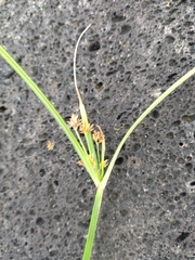 Cyperus longus