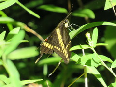Heraclides thoas brasiliensis