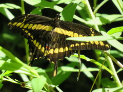 Heraclides thoas brasiliensis