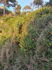 Aloe arborescens