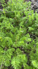 Scandix pecten-veneris