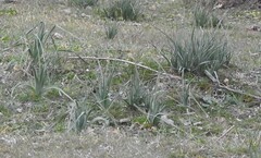 Asphodelus albus