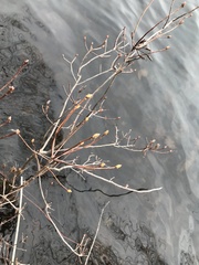 Rhododendron viscosum