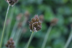 Carex macloviana