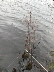 Rhododendron viscosum
