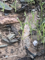 Pectocarya recurvata