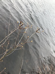 Rhododendron viscosum