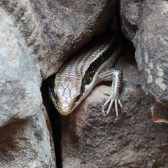 Eutropis