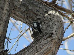 Dryobates pubescens