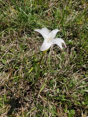 Zephyranthes treatiae