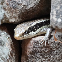 Eutropis