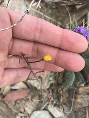 Eulobus californicus