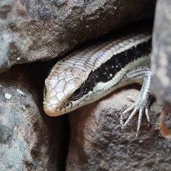 Eutropis