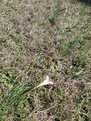 Zephyranthes treatiae