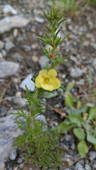 Verbascum orientale