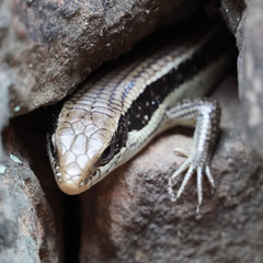 Eutropis