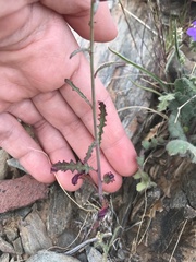 Eulobus californicus