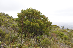 Leucadendron strobilinum