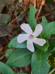 Vinca minor